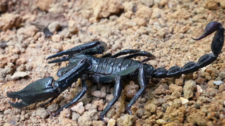 Big Black Asian Scorpion On Ground. Poisonous Animals Of Jungle ...