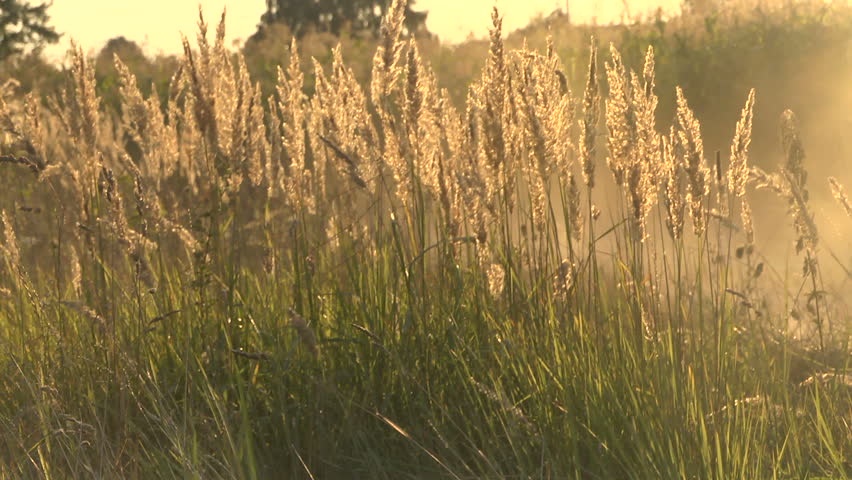 Grass And Dust In The Wind Stock Footage Video 11550662 - Shutterstock