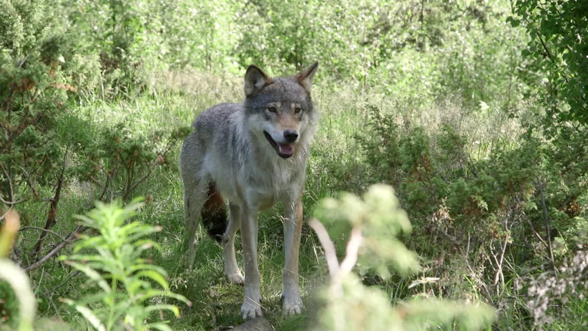 Wolf Standing In High Grass Stock Footage Video 19270198 - Shutterstock