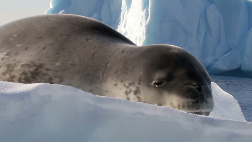 Crying Seal Beautiful Shot Of A Crying Leopard Seal On An Iceberg ...