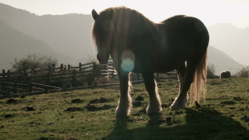 Horse Pony Neigh Whinny Stock Footage Video 12140933 - Shutterstock