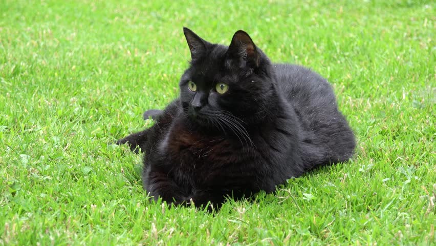 Mottled Black Cat Lying On Green Grass Stock Footage Video 7436857 ...