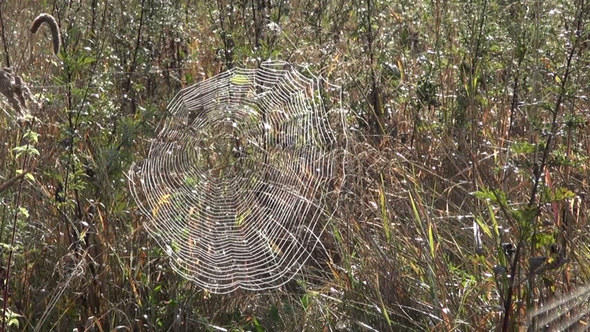 Spider Web In Grass On Sunny Morning Covered With Dew Stock Footage ...