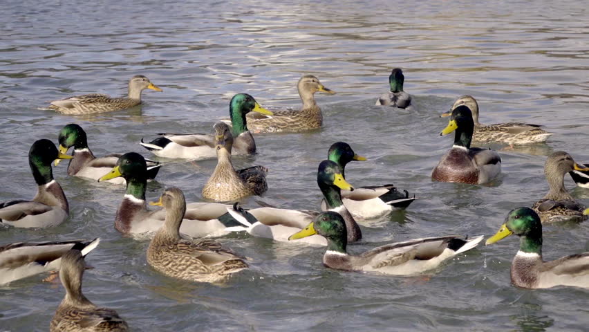 Closeup Panoramic View With Group Of Mallard Ducks Swimming And ...