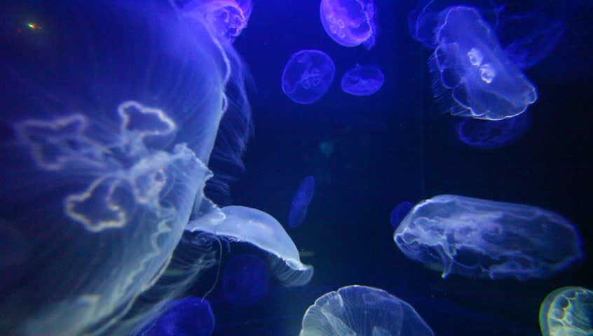 A Group Of Moon Jellyfish Slowly Swim In The Dark Water. Stock Footage ...