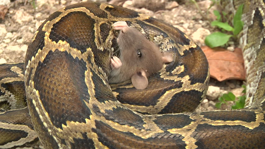 Python Eats Rat In Swamp Stock Footage Video 1392829 - Shutterstock