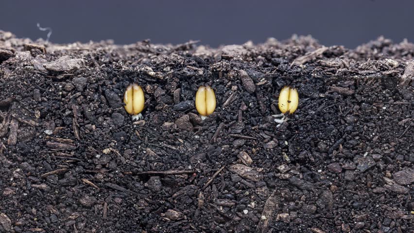 3 Grain Seeds Growing Growing From Soil, Underground And Overground ...