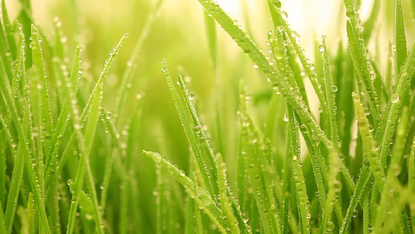 Rain Drops Fall On A Grass Stock Footage Video 1625932 - Shutterstock