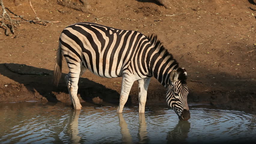 Plains (Burchell's) Zebras (Equus Quagga) Drinking Water, Mkuze Game ...