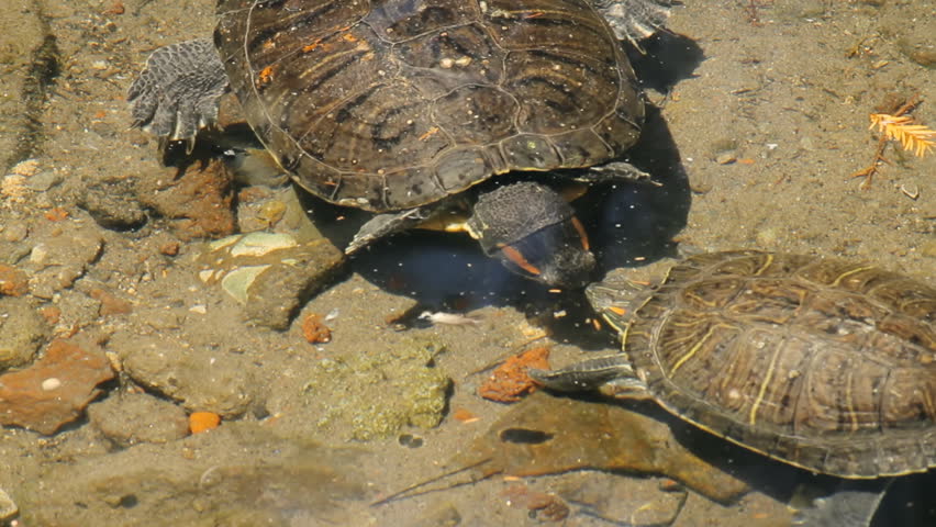 Freshwater Turtles. Freshwater Turtles Swimming In A Low River Bank ...