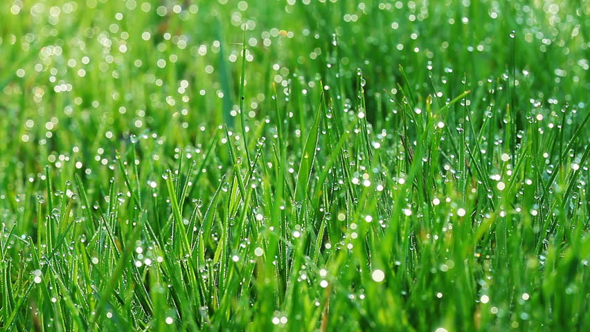 Drops Of Dew On A Green Grass Stock Footage Video 2129936 - Shutterstock