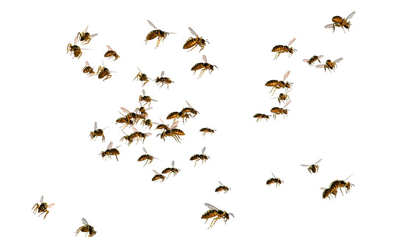 Animation Of A Bee Swarm On An Alpha Channel Stock Footage Video 31083 ...