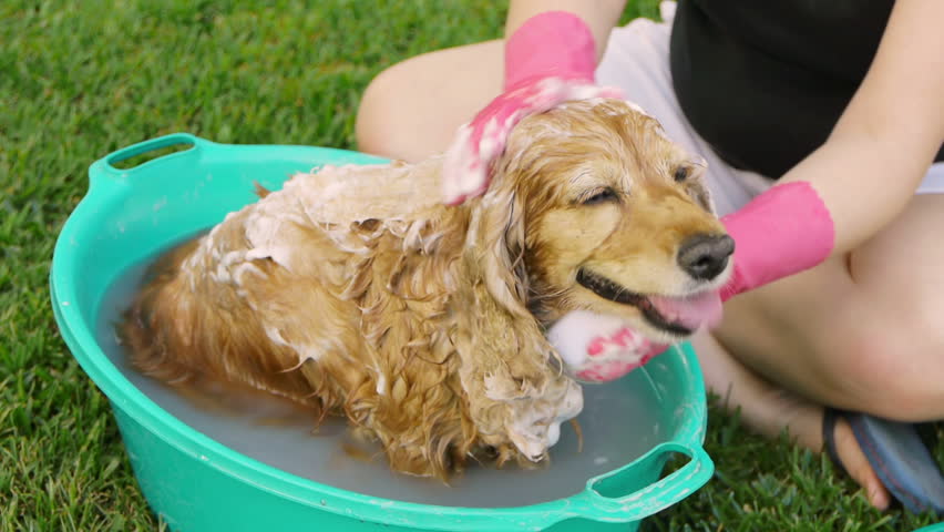 Washing Dogs Back (HD). English Cocker Female Dog Having A Shampoo And ...