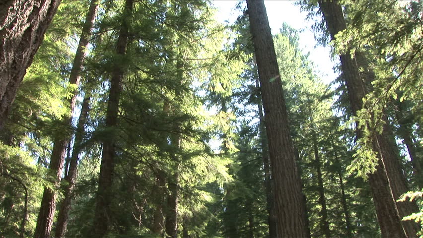 Evergreen Trees In Forest With Moss In Oregon Pacific Northwest United ...