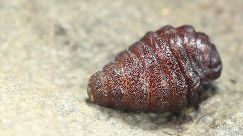 Larva Of A Rodent Bot Fly (Cuterebra Sp.). A Parasite Of Rodents ...