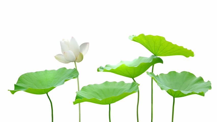 Lotus Flower Animation Seamless Loop, Alpha Channel Included Stock ...