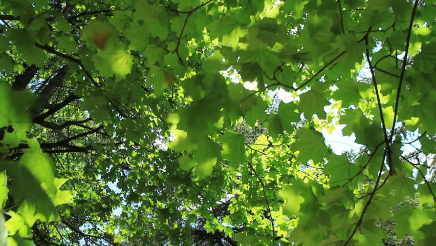 Summer Maple. Beautiful Summer Green Maple Tree Swinging In The Wind ...