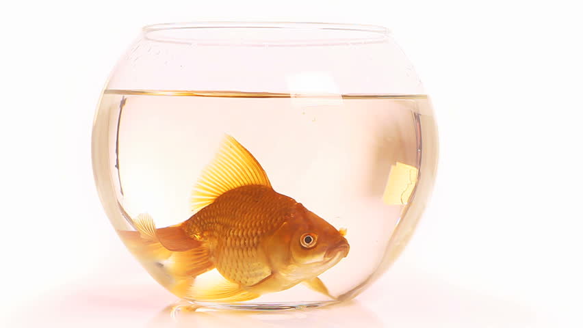 One Goldfish Swimming In Little Fish Bowl Stock Footage Video 2489576 ...