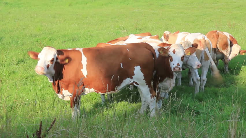 Hereford Cattle Grazing And Cow Mounting Other Cow. As Cows Become ...