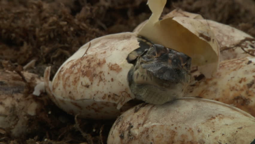 Alligator Eggs Hatch Stock Footage Video 1451332 - Shutterstock