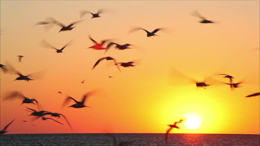 Lot Of Birds Flying Against A Beautiful Sunset 1 Stock Footage Video ...