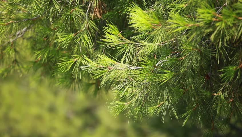 Green Pain Tree Leaves In The Wind Over Blurred Background. Stock ...