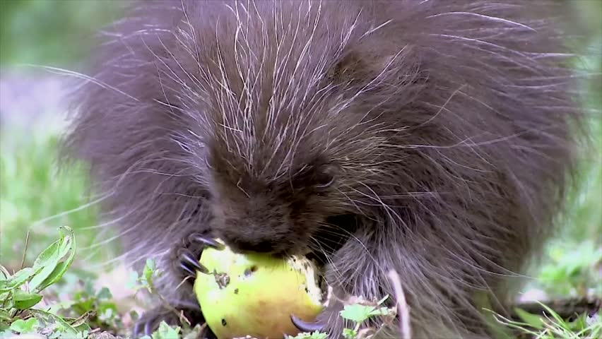 The CUTEST Baby North American Porcupine (Erethizon Dorsatum) Eating An ...