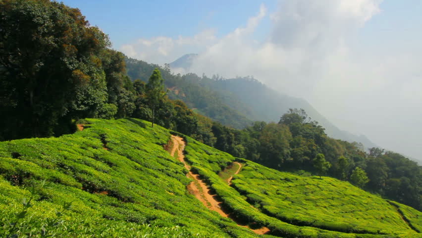 Mountain Tea Plantation In Munnar Kerala India - Timelapse 4k Stock ...