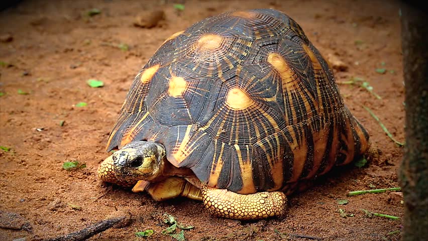 Critically Endangered Radiated Tortoise (Astrochelys Radiata) Looks ...