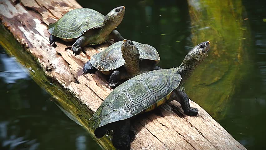 Critically ENDANGERED Madagascan Big-headed Turtle (Erymnochelys ...