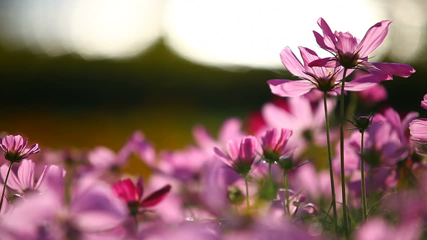 Field Of Pink Flowers Stock Footage Video 3226711 - Shutterstock