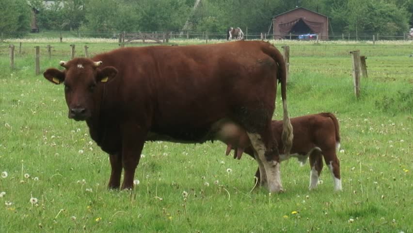 Dutch Deep Red Cattle Cow Nursing Calf In Pasture. Deep Red Cattle Have ...