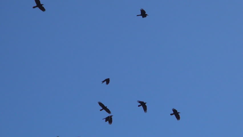 Flock Of Crows Flying On Sky, Ravens In Flight, Birds In The Air On A ...