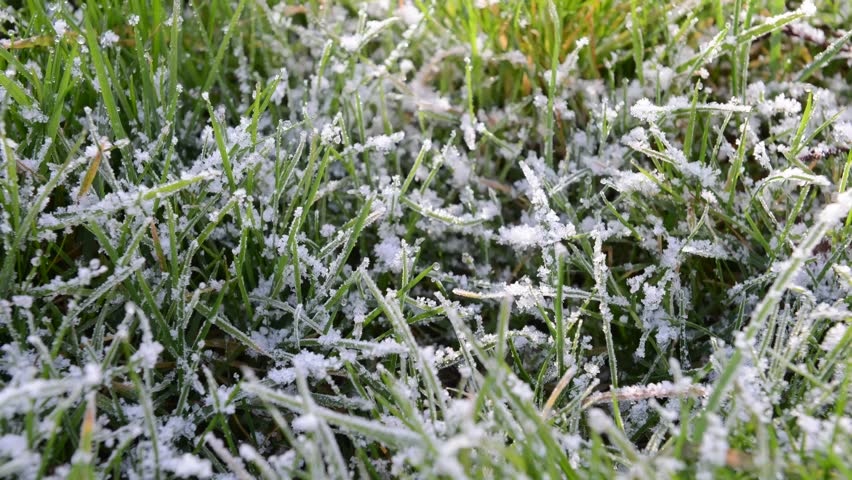 Melting Frost On Grass, Close Up Of Early Morning Frost Melting In The ...