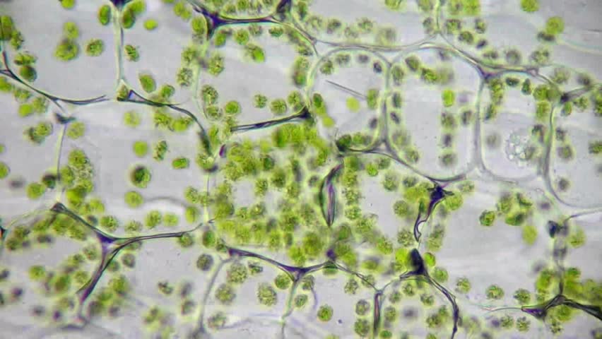 Chloroplasts In The Living Cells Of Lily Under Microscope (phase ...