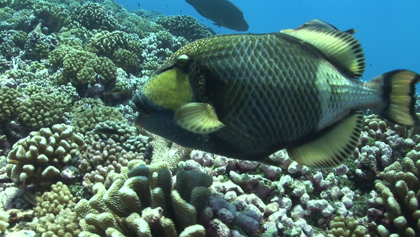 Titan Triggerfish Moving Rocks And Corals Stock Footage Video 3949391 ...