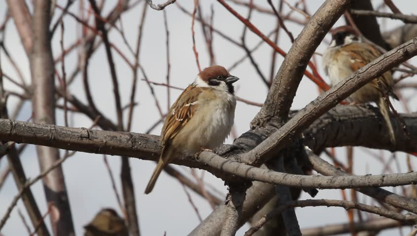 Eurasian Tree Sparrow (Passer Montanus) In Japan Stock Footage Video ...