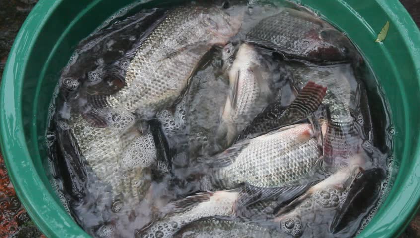 Tilapia In The Water Stock Footage Video 4015774 - Shutterstock