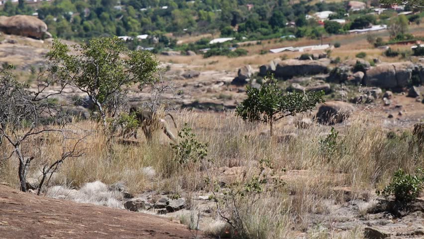 Domboshawa Caves At Harare In Zimbabwe. Some Cave Paintings To Be Over ...