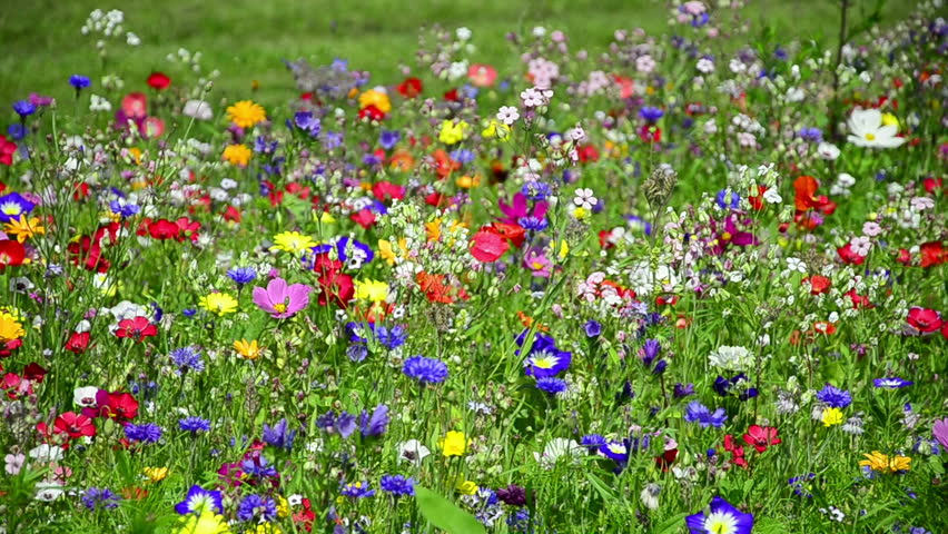 Colorful Wildflowers On A Meadow In July, Germany. Blueweed, Blue ...