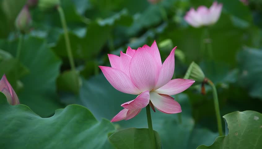 Pink Lotus Flower Blooming In The Morning Sunshine Stock Footage Video ...