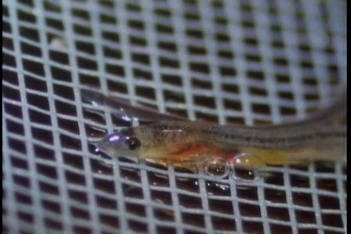 CU Of Baby American Atlantic Eel, Or Glass Eel, Slithering Around In ...