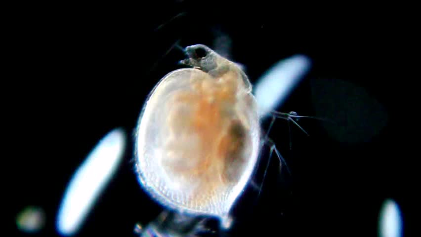 Live Daphnia (bosmina) Under Microscope, Magnification 40x Stock ...