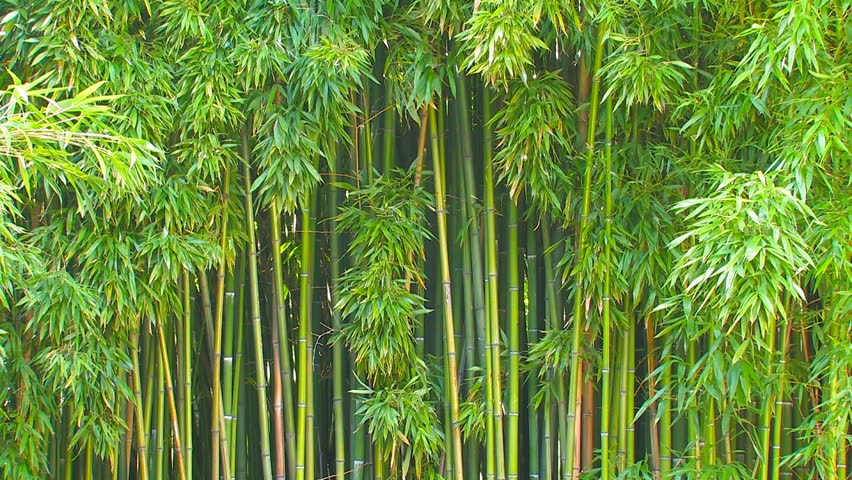 Bamboo Stock Footage Video - Shutterstock