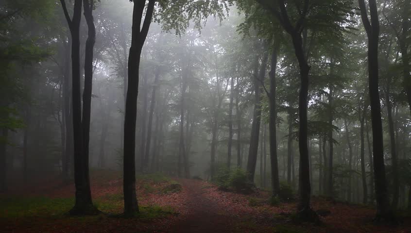 Foggy Forest With Rain Drops Sound Stock Footage Video 4560704 ...