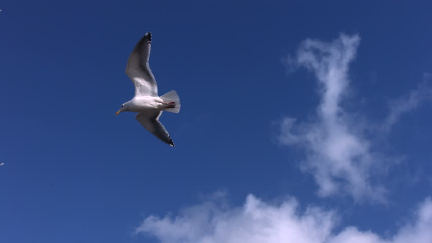 Flock Of Seagulls Fly Overhead, Slow Motion Stock Footage Video 4654478 ...