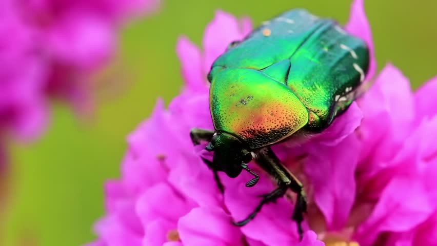 Big Green Bug Stock Footage Video 4674821 - Shutterstock