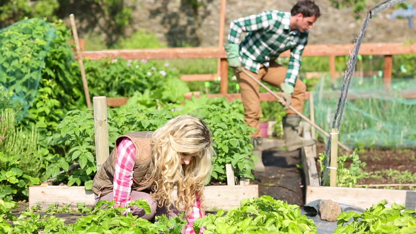 Young Couple Working In The Garden Together On A Sunny Day Stock ...