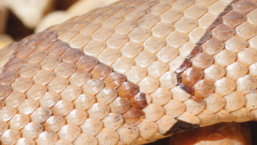 Copperhead Snake (Agkistron Contortrix) Is A Venomous Snake Found ...