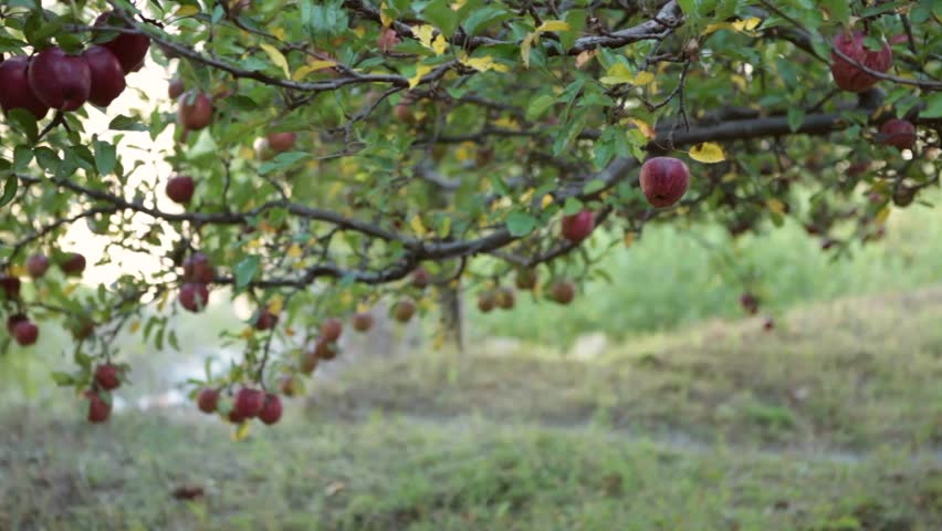 Static Shot: Of An Apple Farm. Apples Trees Of Marpha, Mustang, Nepal ...